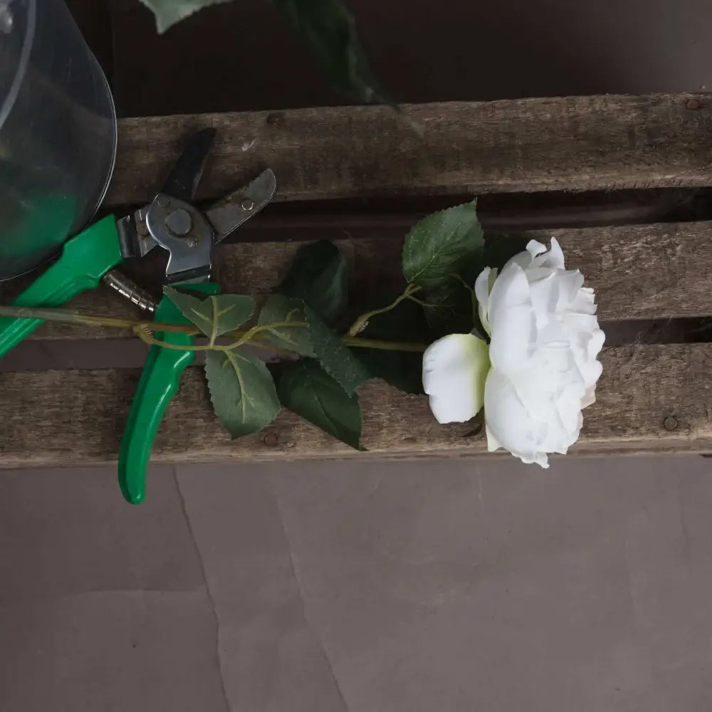 Blush Garden Rose Stem image 2