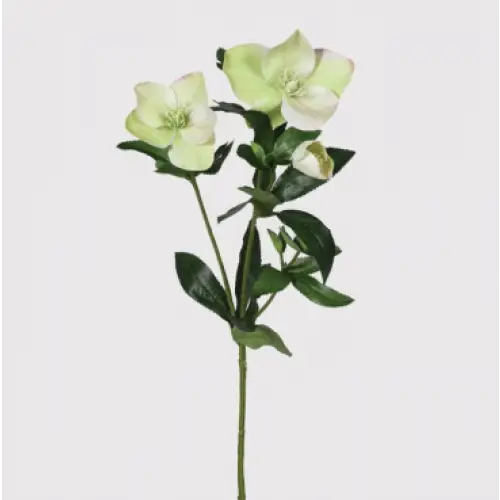 Blush Hellebore Stem image 0