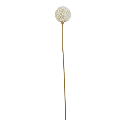White Allium image 1
