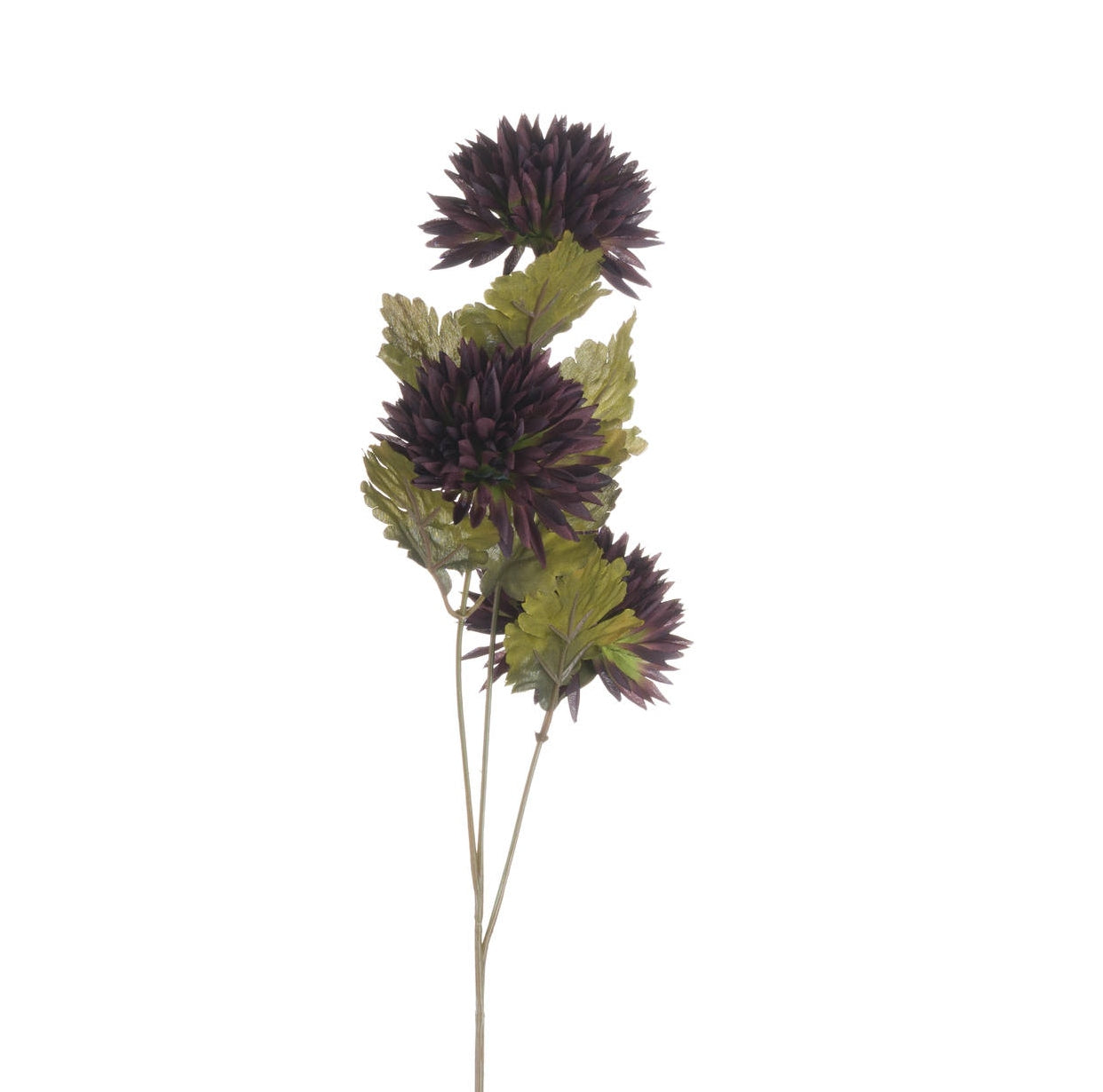 Chocolate Chrysanthemum