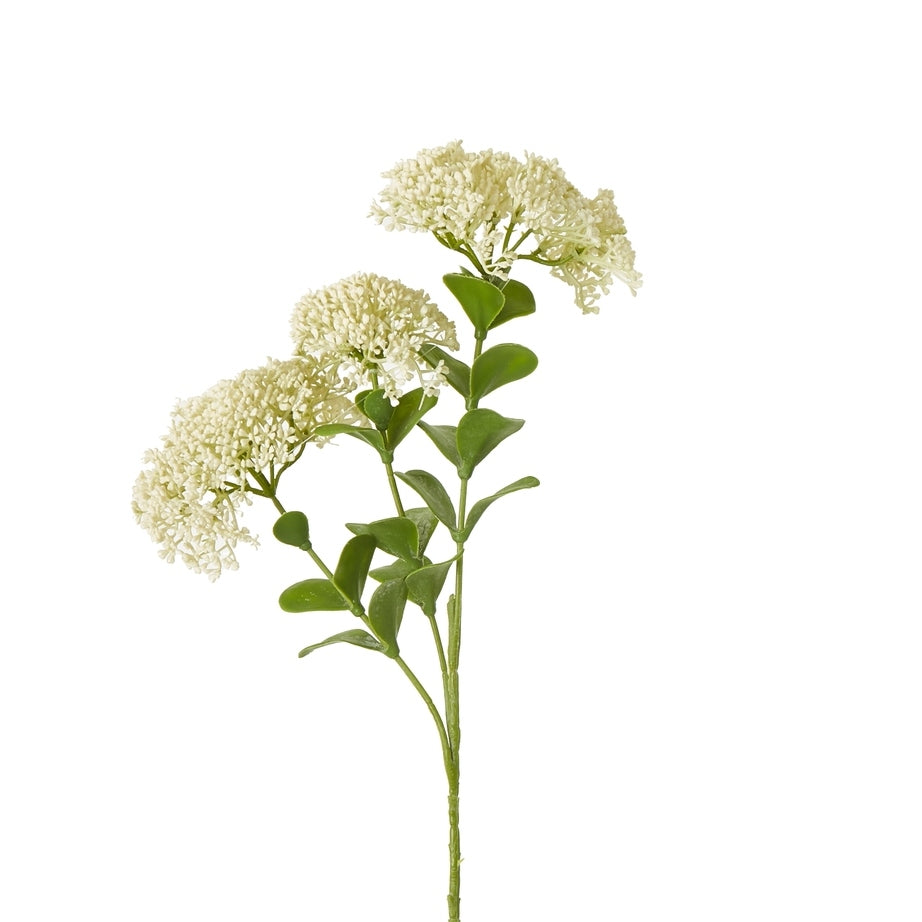 Cream Sedum Spray