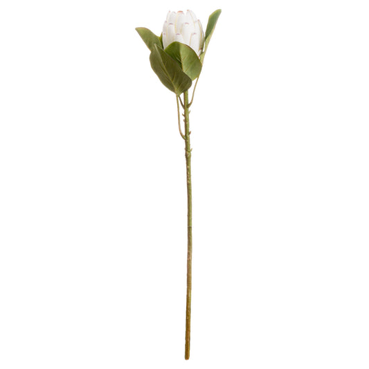 Closed White Protea image 0