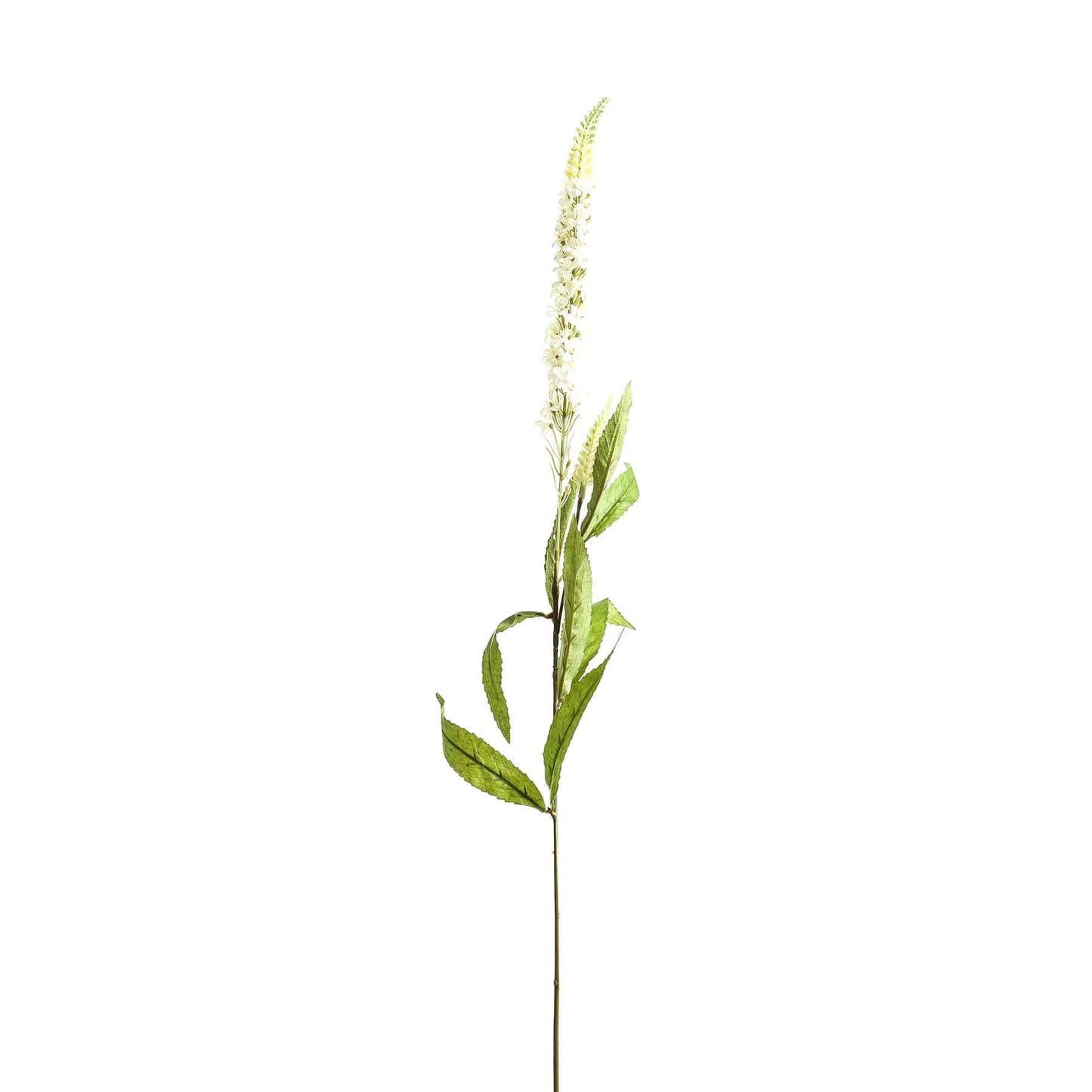 White Veronica Stem image 1