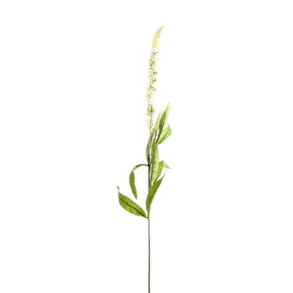 White Veronica Stem image 1
