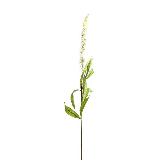 White Veronica Stem image 1