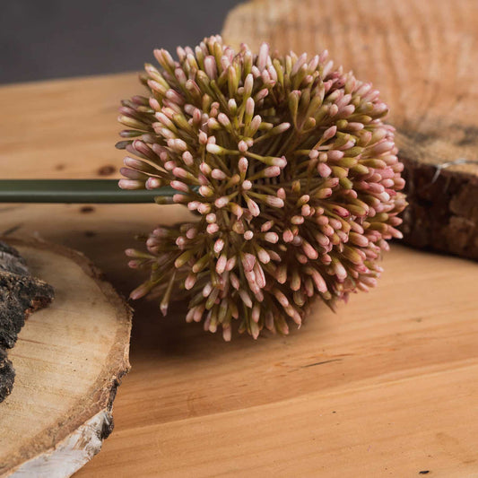 Pink Allium image 0