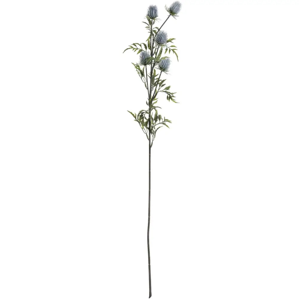 Eryngium Blue Thistle image 3