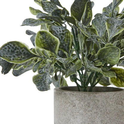 Giana Eucalyptus Plant In Grey Pot