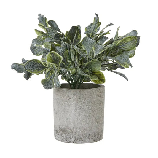 Giana Eucalyptus Plant In Grey Pot