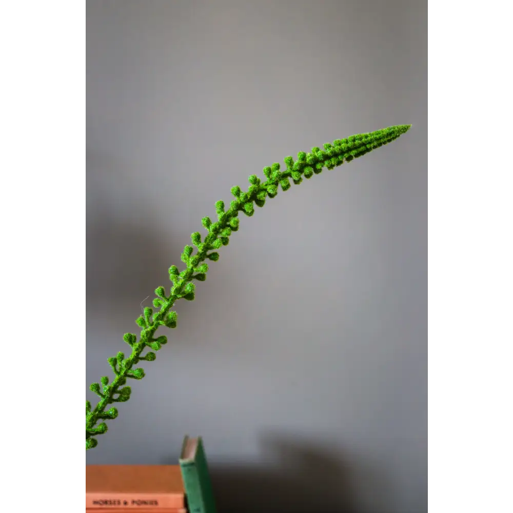 Green Eremurus Stem