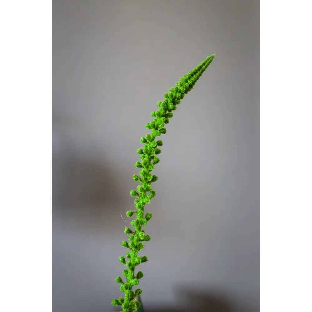 Green Eremurus Stem