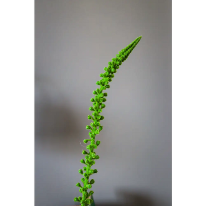Green Eremurus Stem