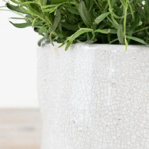 Jolee Jug White - Small