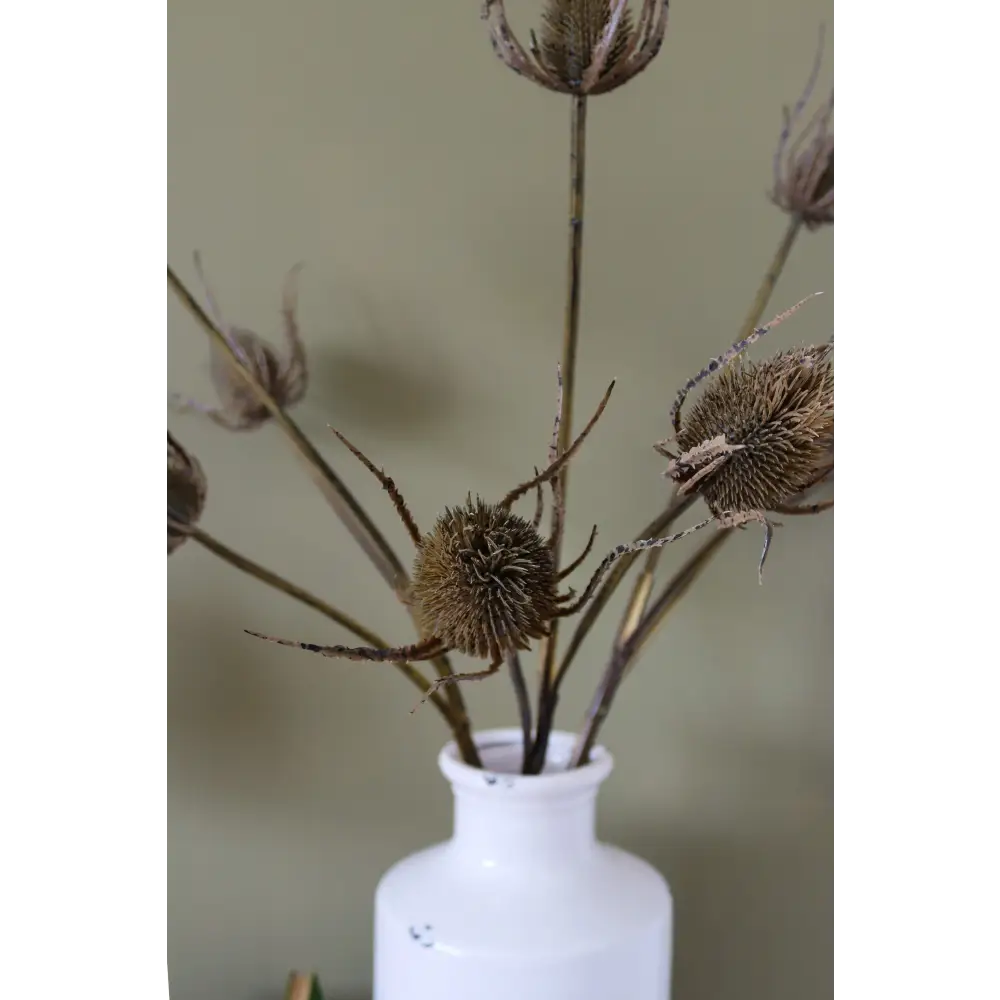 Large Brown Triple Teasle Stem