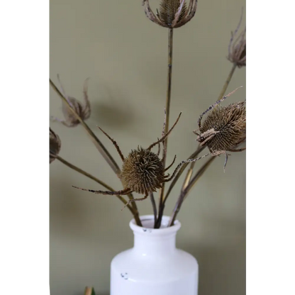 Large Brown Triple Teasle Stem