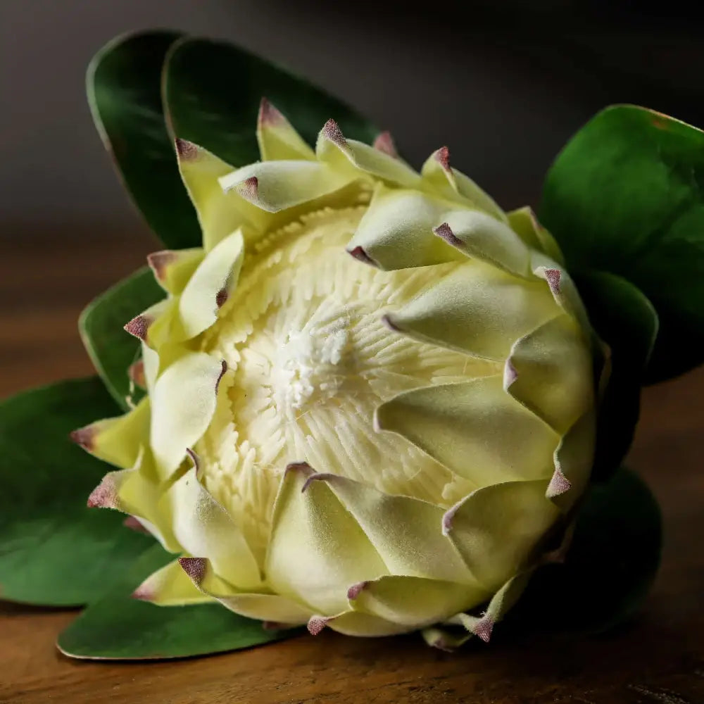 Large White Protea image 1