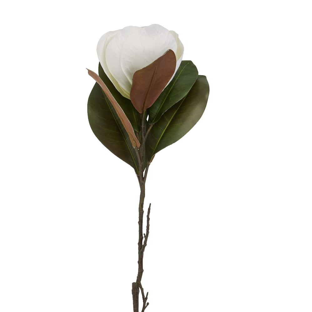 White Magnolia Stem