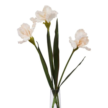 Pale Apricot Fringed Iris image 2