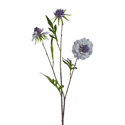 Pale Blue Scabious Stem