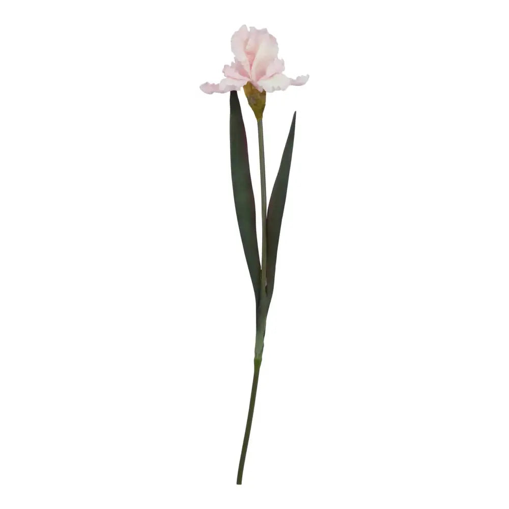 Pale Pink Fringed Iris image 0
