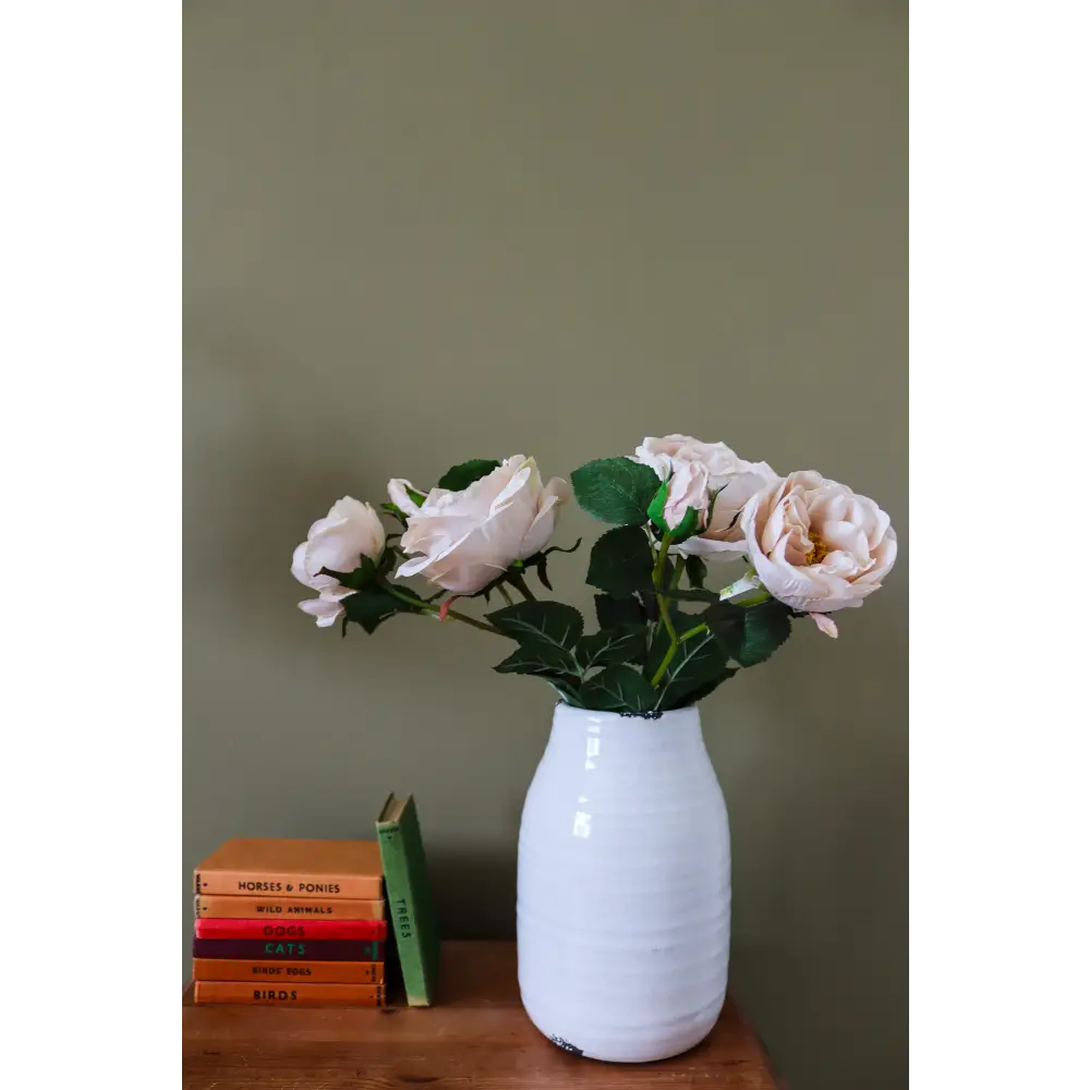 Palest Blush Charity Rose