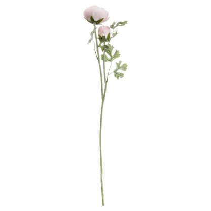 Pastel Pink Ranunculus Stem image 0