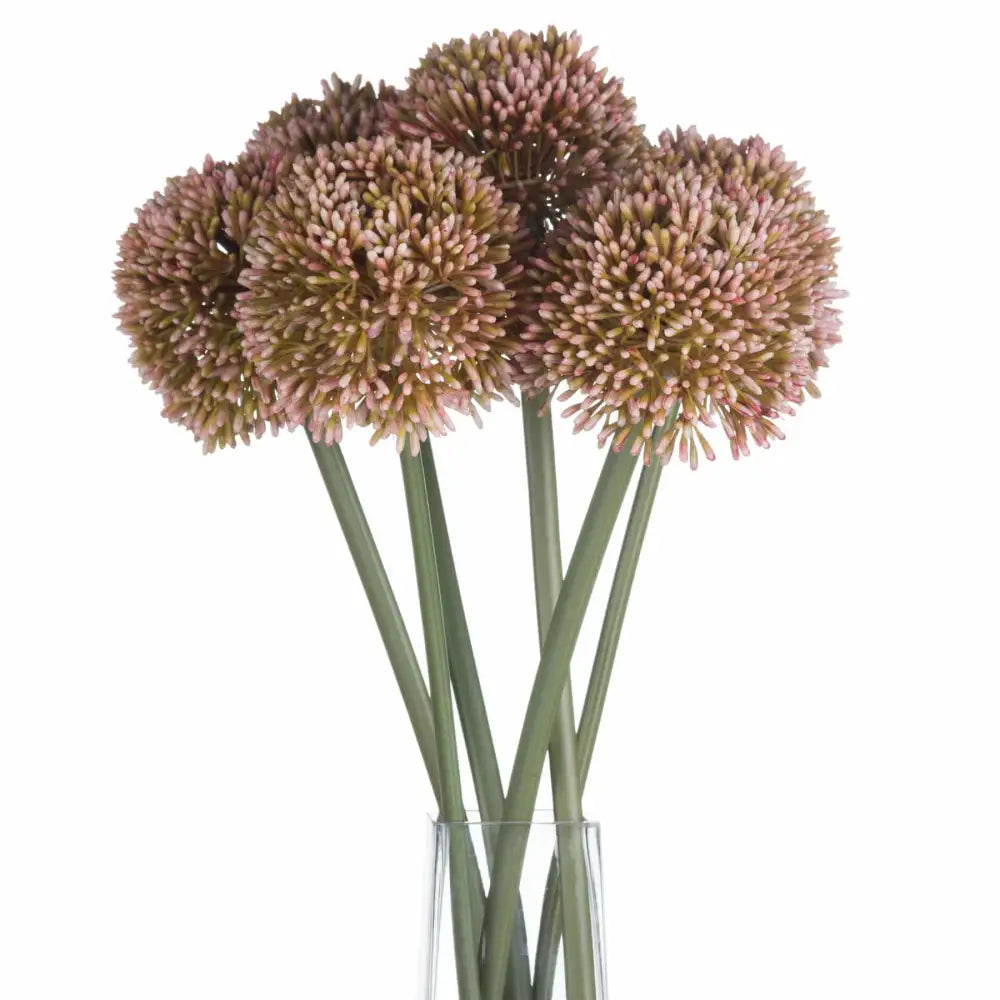 Pink Allium image 1