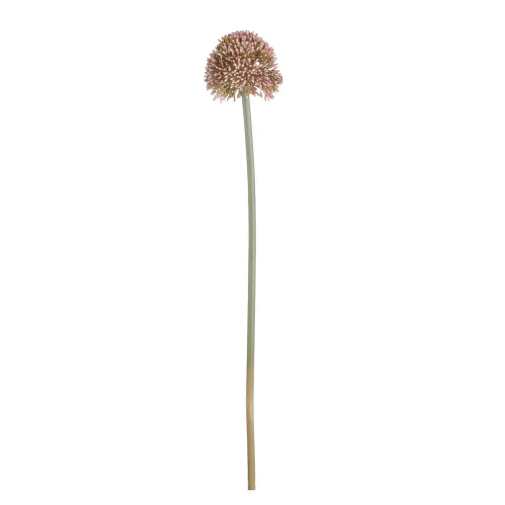 Pink Allium image 3