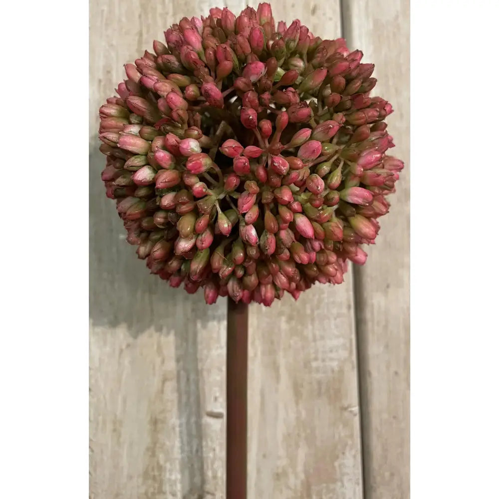 Pink Allium image 2