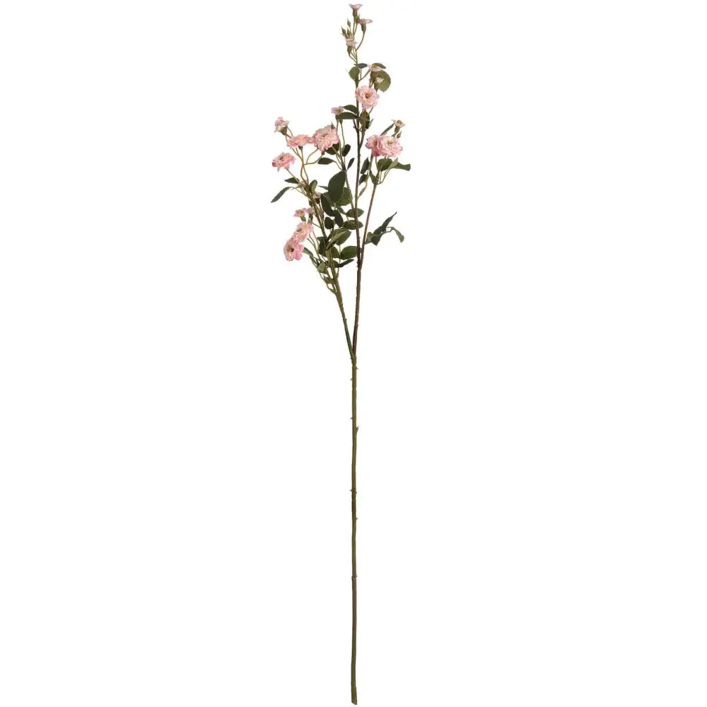 Pink Wild Meadow Rose Stem image 0