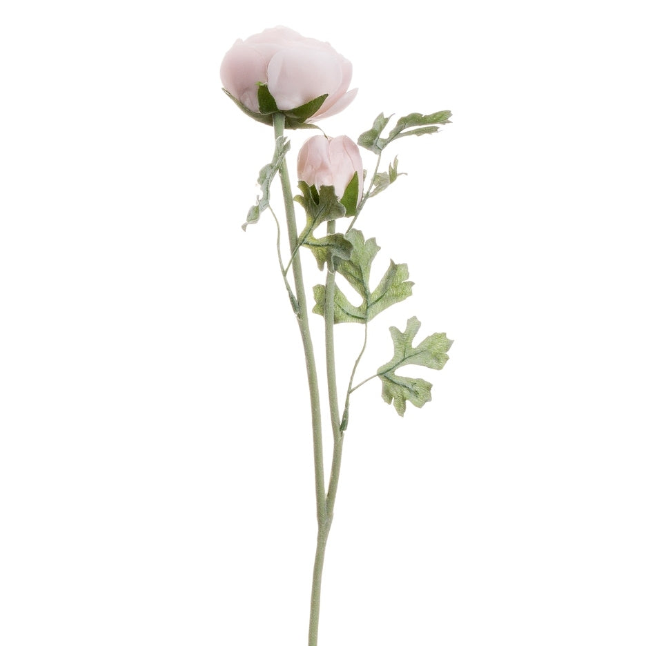 Pastel Pink Ranunculus Stem