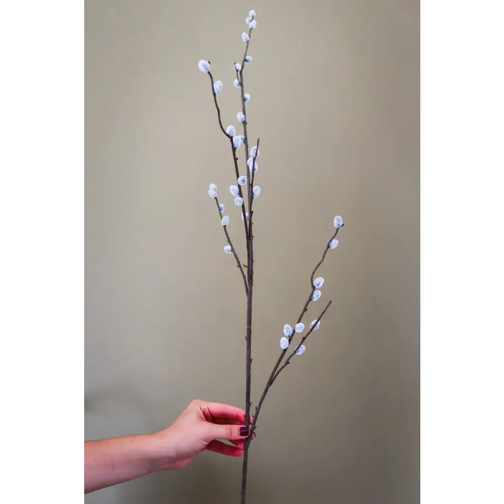 Pussy Willow Branch