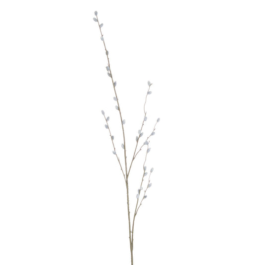 Pussy Willow Branch
