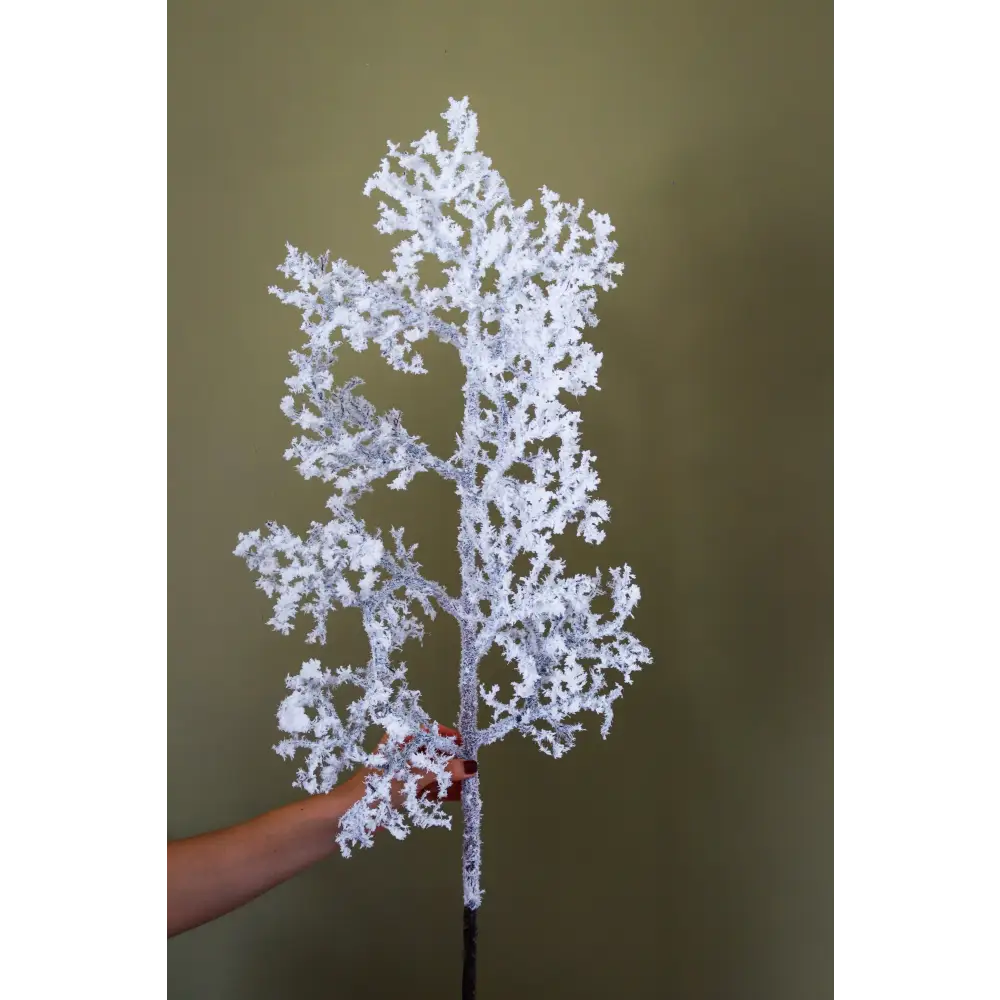 Snowy Branch