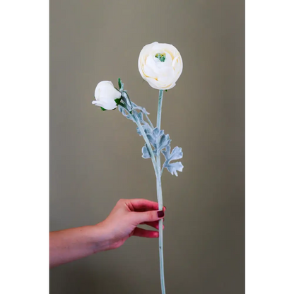 Soft Cream Ranunculus Stem