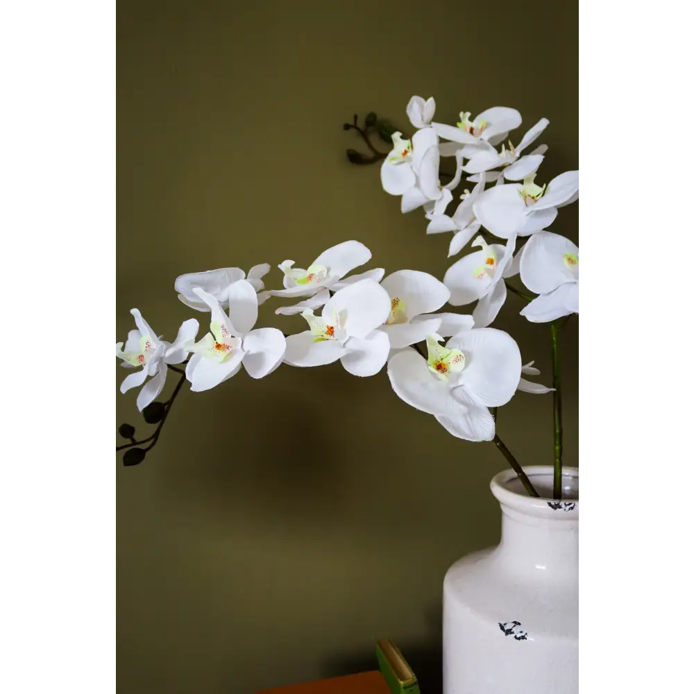 Tall White Butterfly Orchid Stem