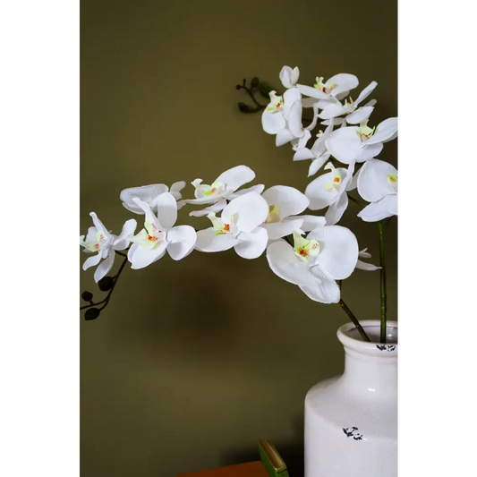 Tall White Butterfly Orchid Stem