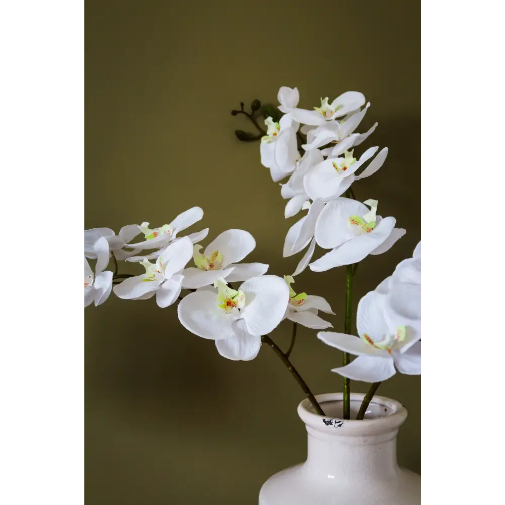 Tall White Butterfly Orchid Stem