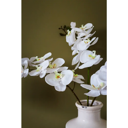 Tall White Butterfly Orchid Stem