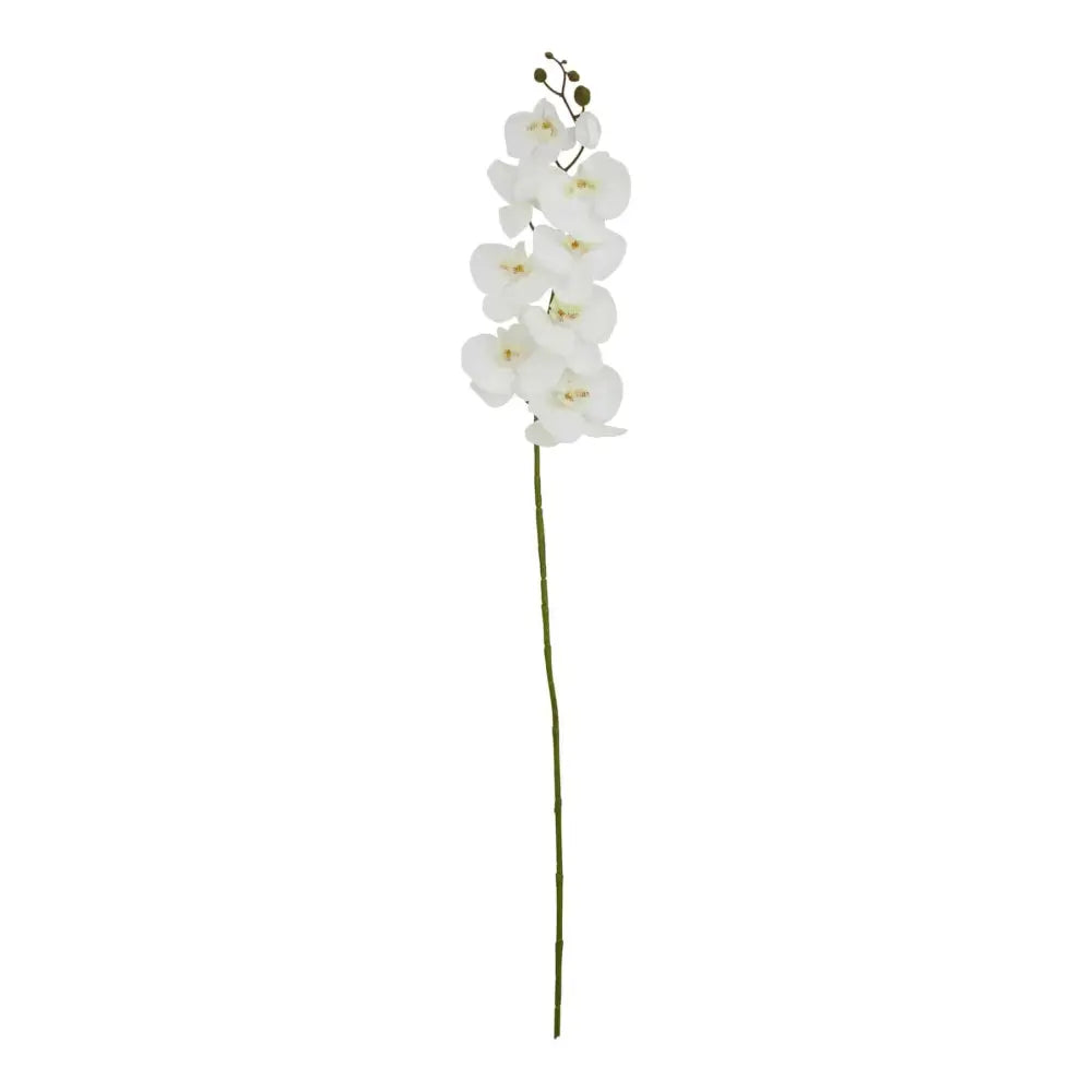 Tall White Butterfly Orchid Stem image 0