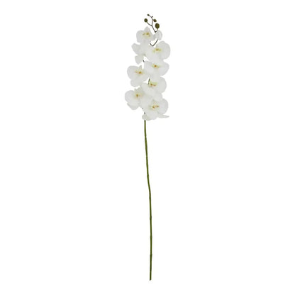 Tall White Butterfly Orchid Stem image 0