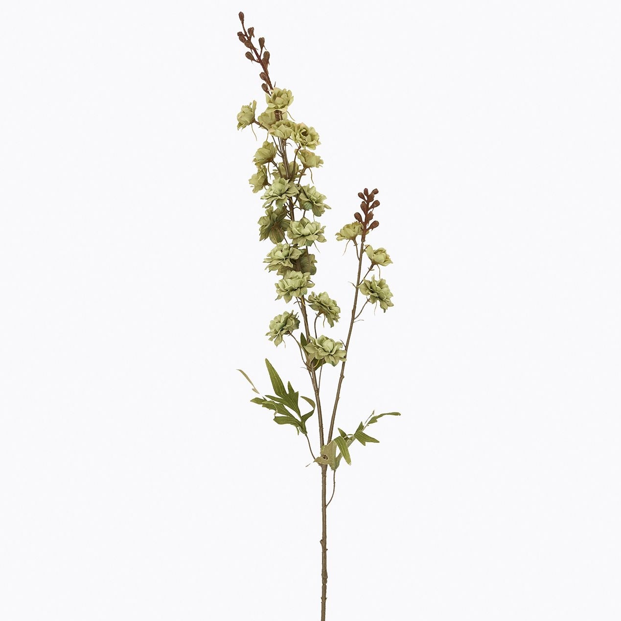 Tall Green Hops Stem