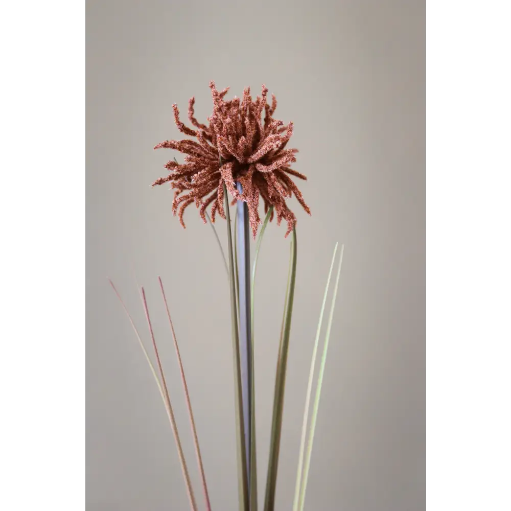 Tan Aster Spider Chrysanthemum Stem