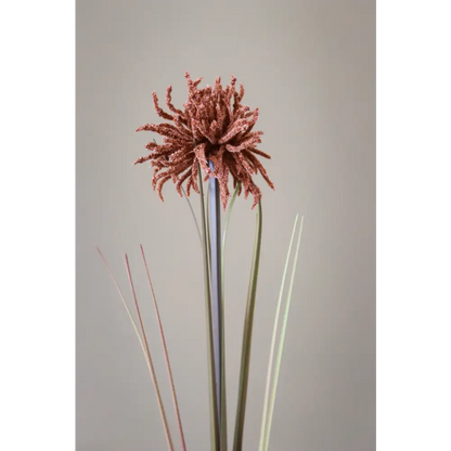 Tan Aster Spider Chrysanthemum Stem