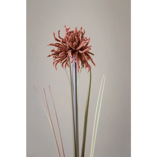 Tan Aster Spider Chrysanthemum Stem
