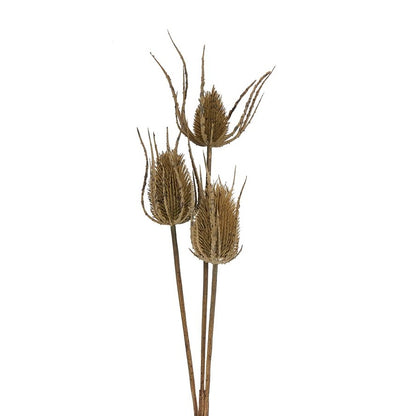 Large Brown Triple Teasle Stem