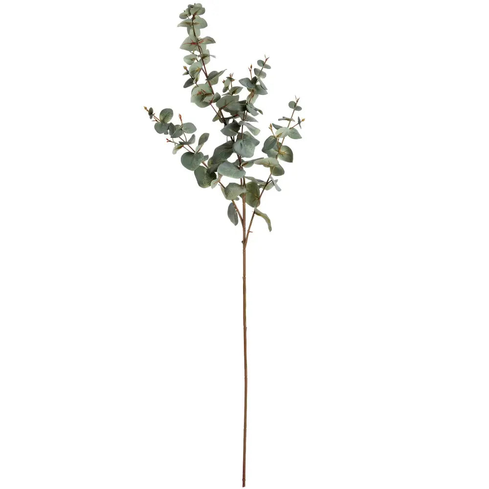 Variegated Eucalyptus image 1