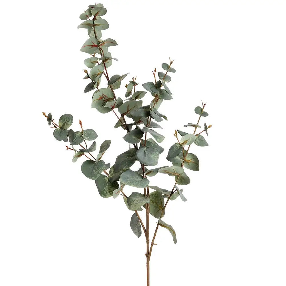 Variegated Eucalyptus image 0