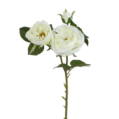 White Charity Rose
