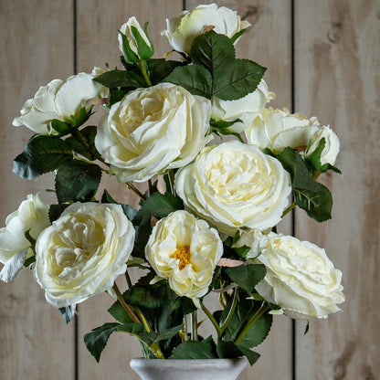 White Charity Rose